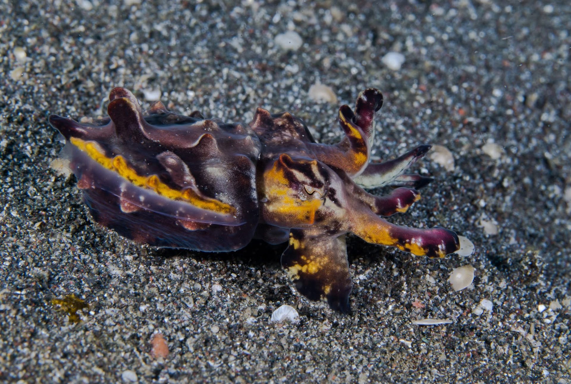 Lembeh 海峡